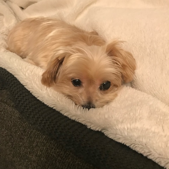 Meet your Posher, Dayna - Picture 1 of 2